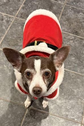 Enlarge LuLu (Chihuahua Mix), a Adoptable mixed breed in Watertown, WI image 1/6