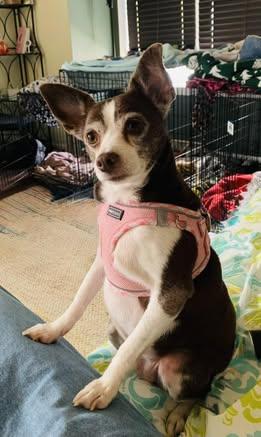 LuLu (Chihuahua Mix)