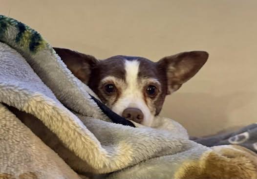 Enlarge LuLu (Chihuahua Mix), a Adoptable mixed breed in Watertown, WI image 5/6