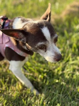 LuLu (Chihuahua Mix)