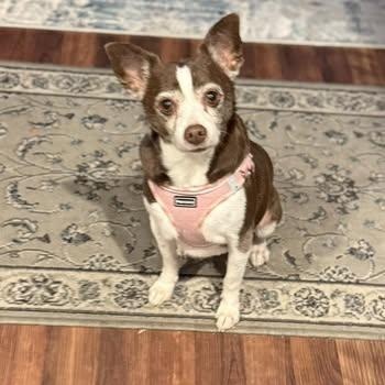 LuLu (Chihuahua Mix)