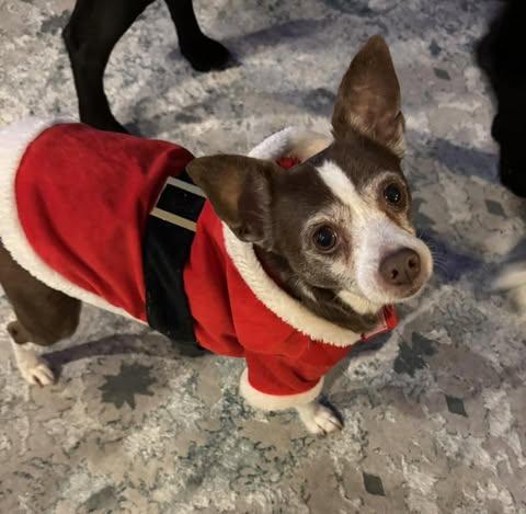 Enlarge LuLu (Chihuahua Mix), a Adoptable mixed breed in Watertown, WI image 2/6