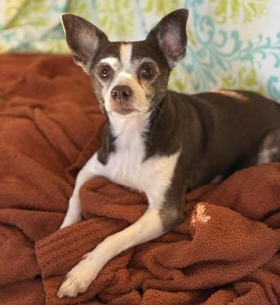 LuLu (Chihuahua Mix)