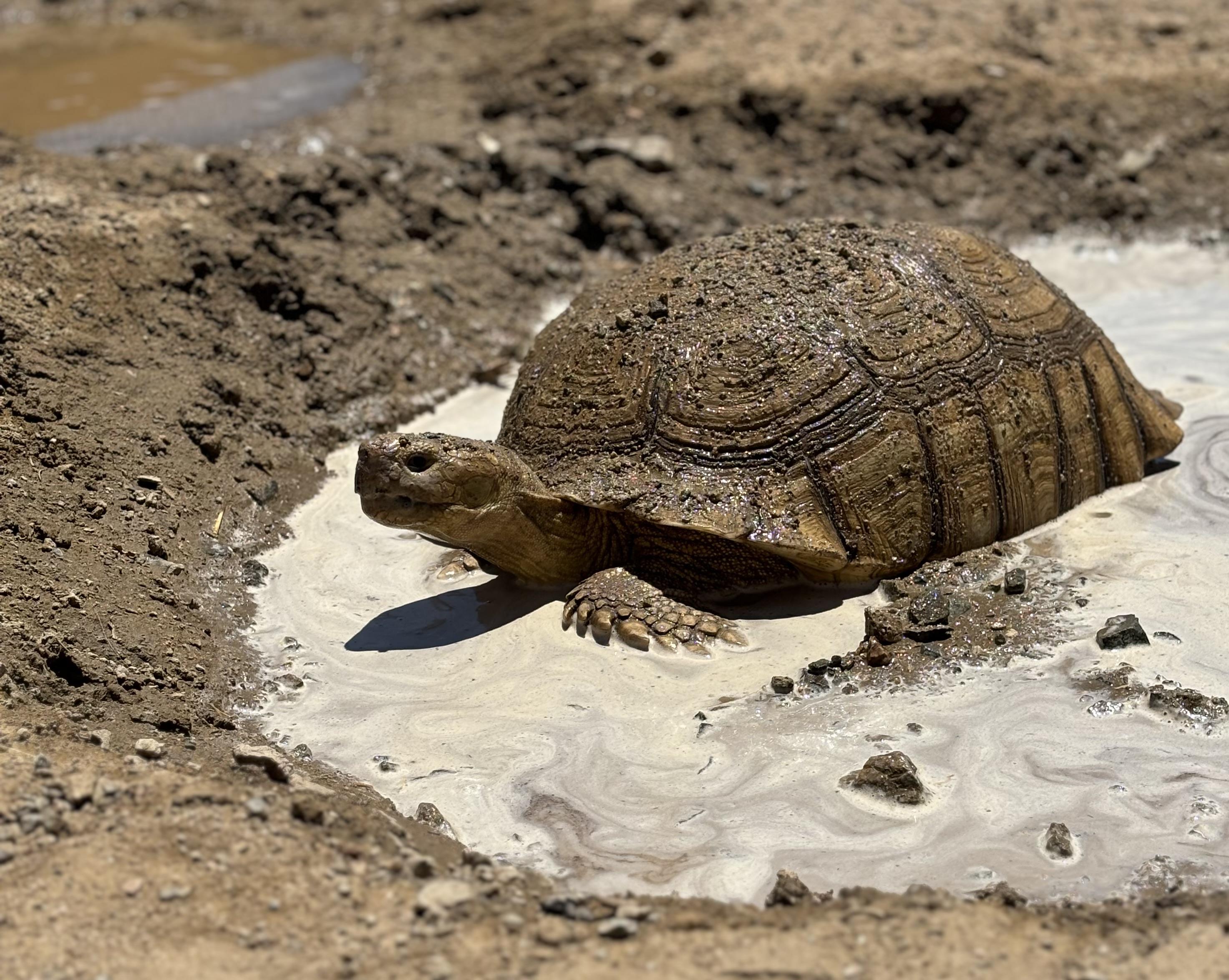 Clive, Adoptable, Adult Male Tortoise.