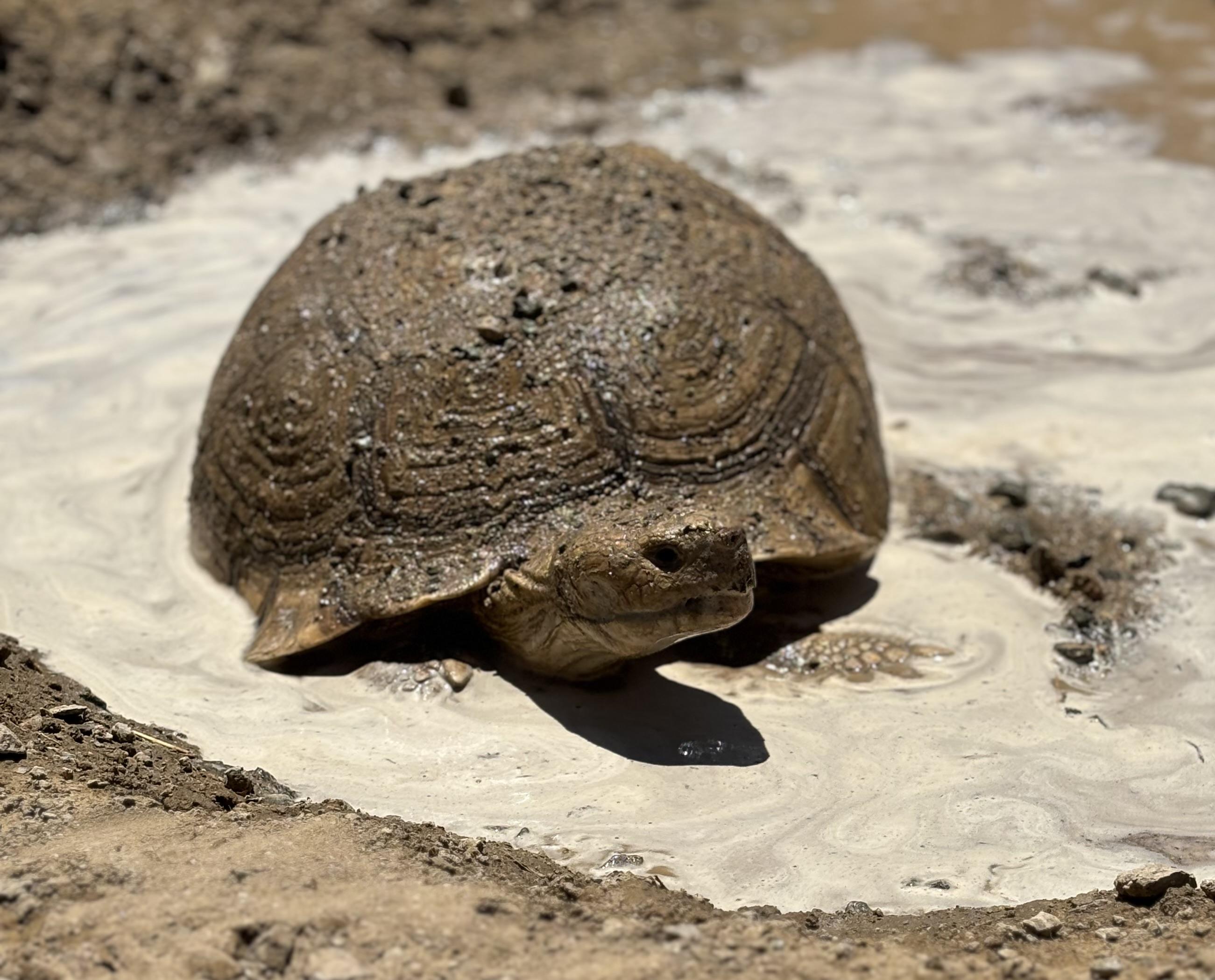 Clive, a Adoptable Tortoise in Helendale, CA image 2/3
