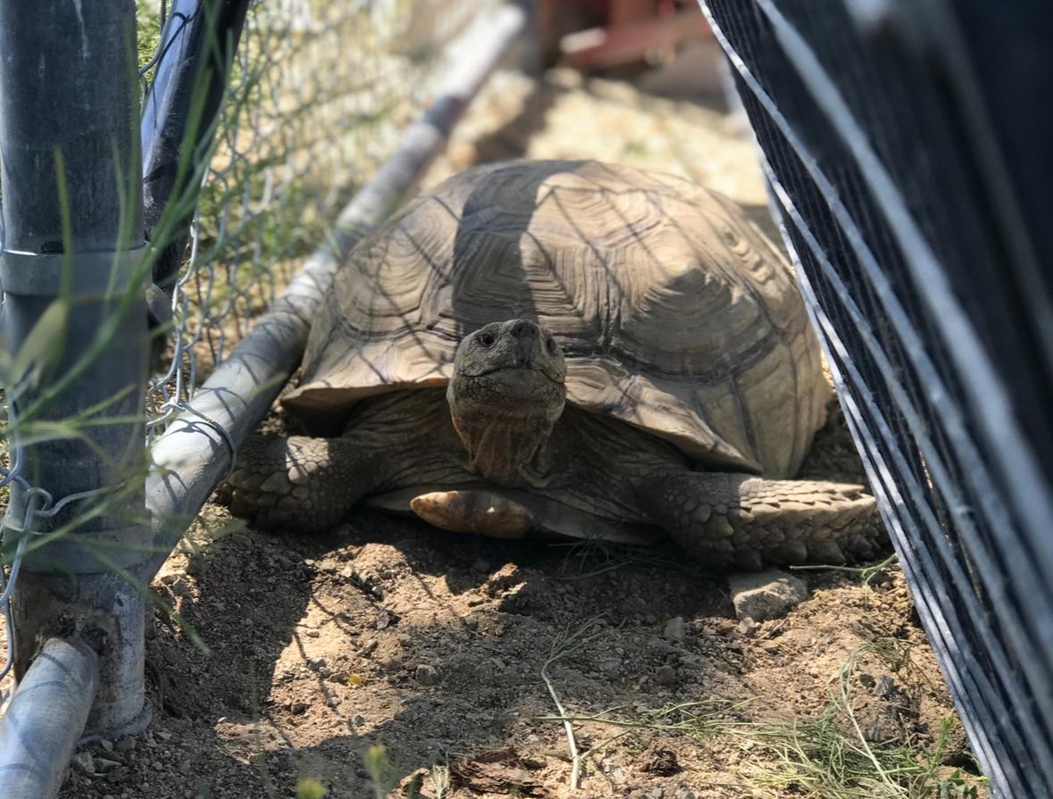 Clive, a Adoptable Tortoise in Helendale, CA image 3/3