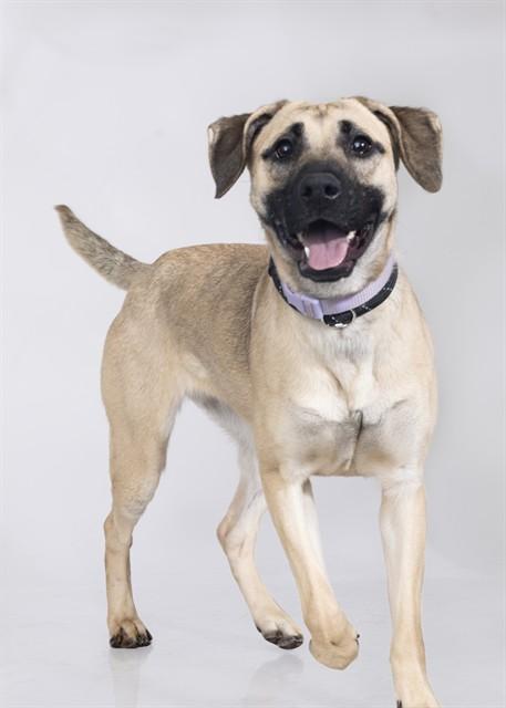 CARMINE, Adoptable, Young Female Pit Bull Terrier & Mixed Breed.