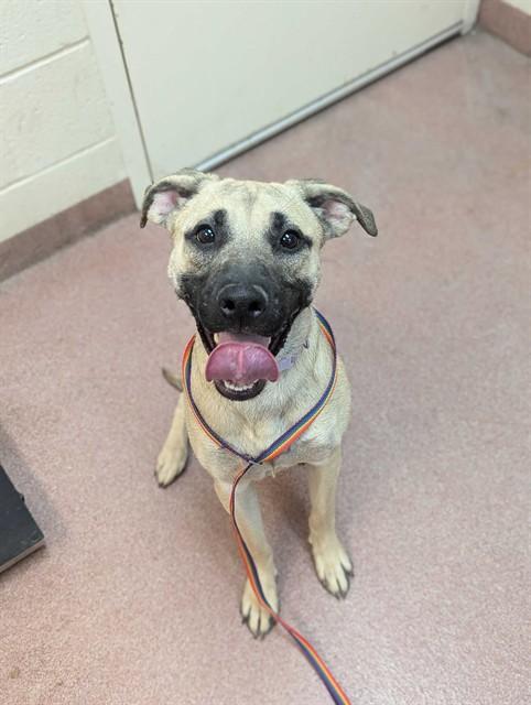 CARMINE, Adoptable, Young Female Pit Bull Terrier & Mixed Breed.