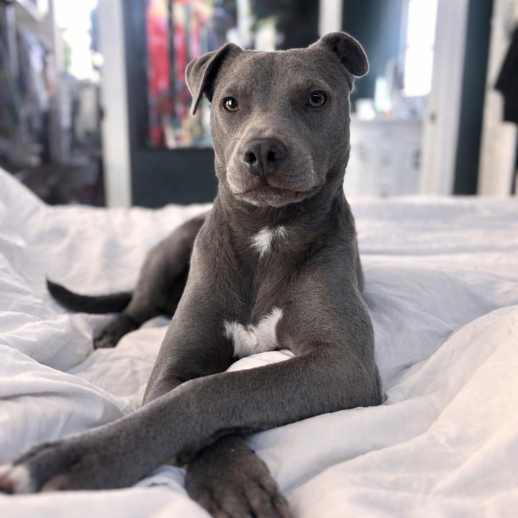 Lil Bit, Adoptable, Young Male Labrador Retriever & Weimaraner.