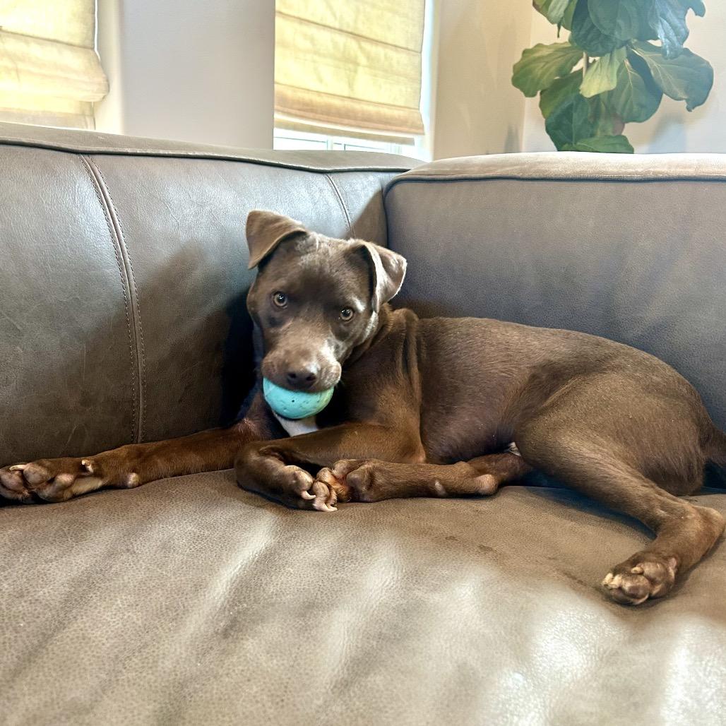 Enlarge Lil Bit, a Adoptable mixed breed in New Orleans, LA image 2/6