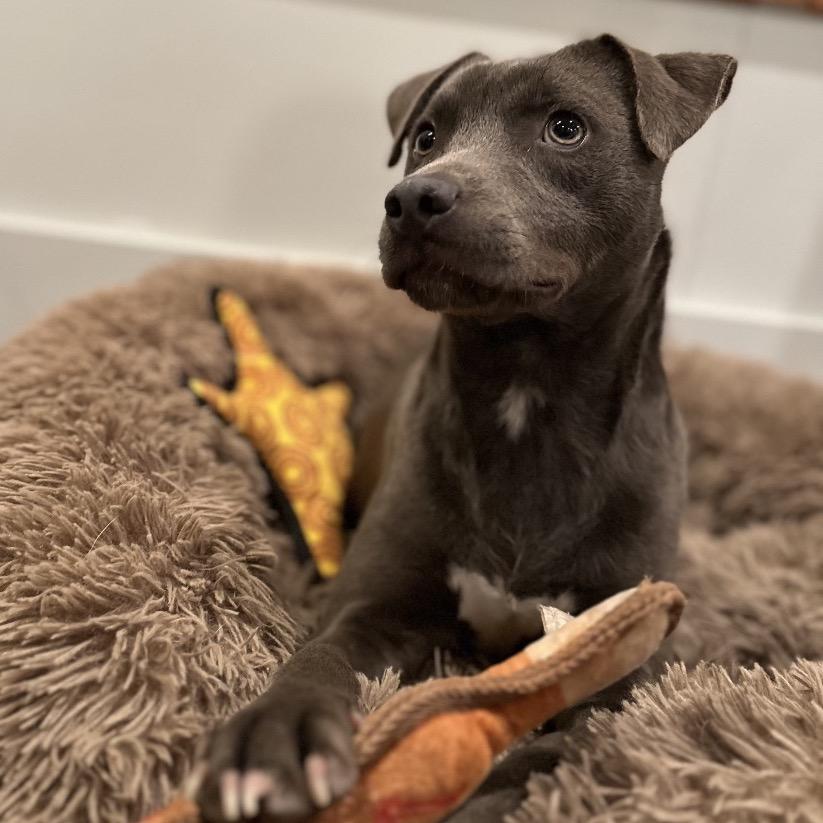 Enlarge Lil Bit, a Adoptable mixed breed in New Orleans, LA image 4/6