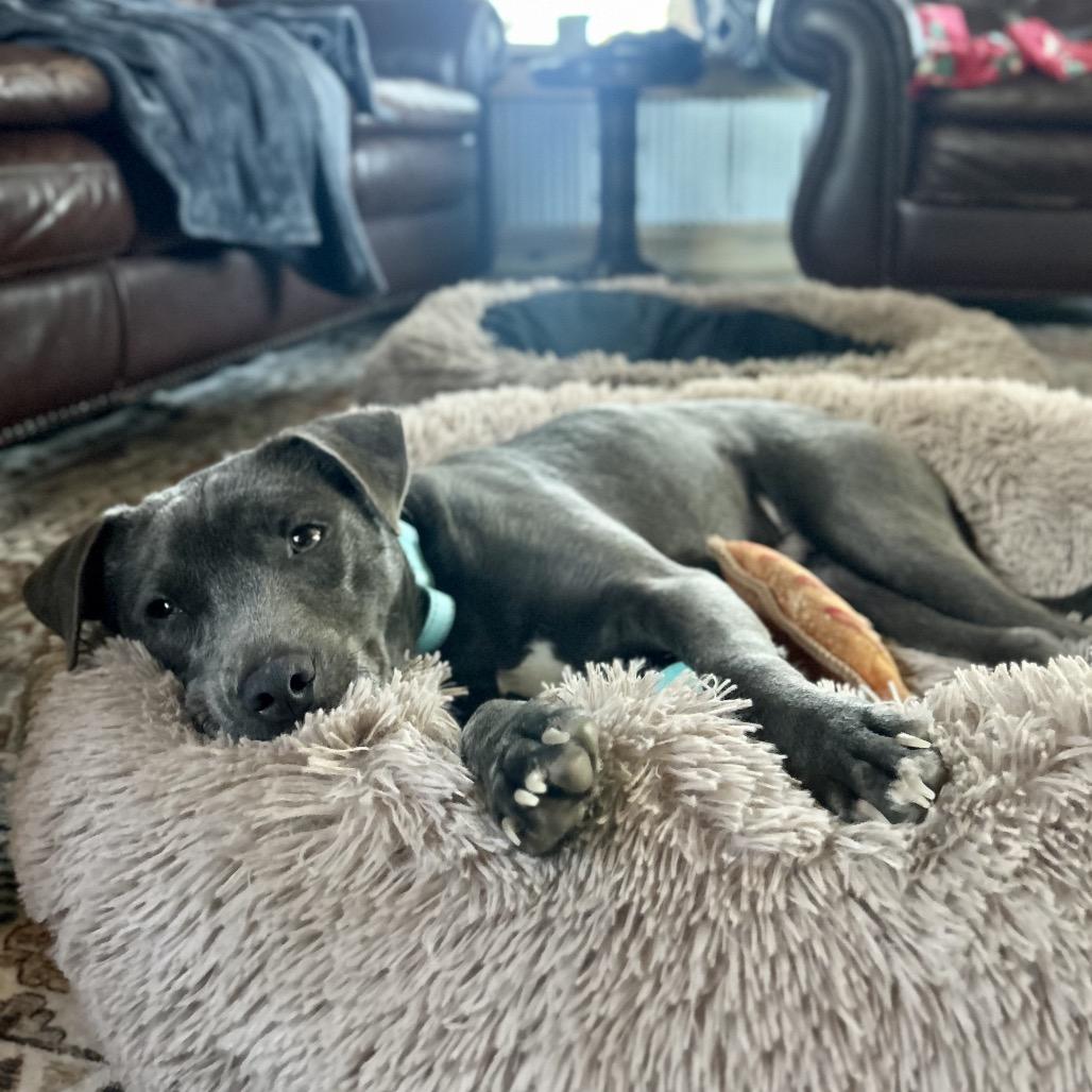 Enlarge Lil Bit, a Adoptable mixed breed in New Orleans, LA image 5/6