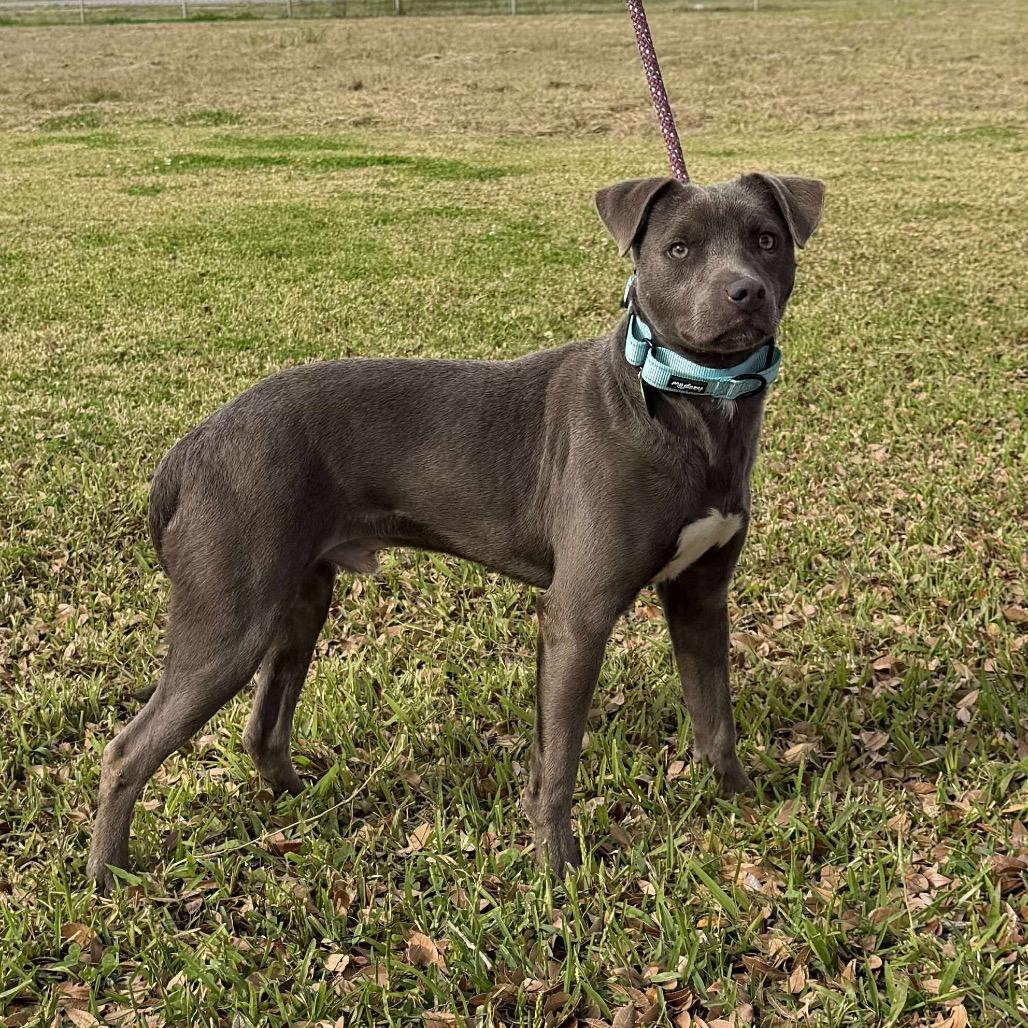 Enlarge Lil Bit, a Adoptable mixed breed in New Orleans, LA image 6/6