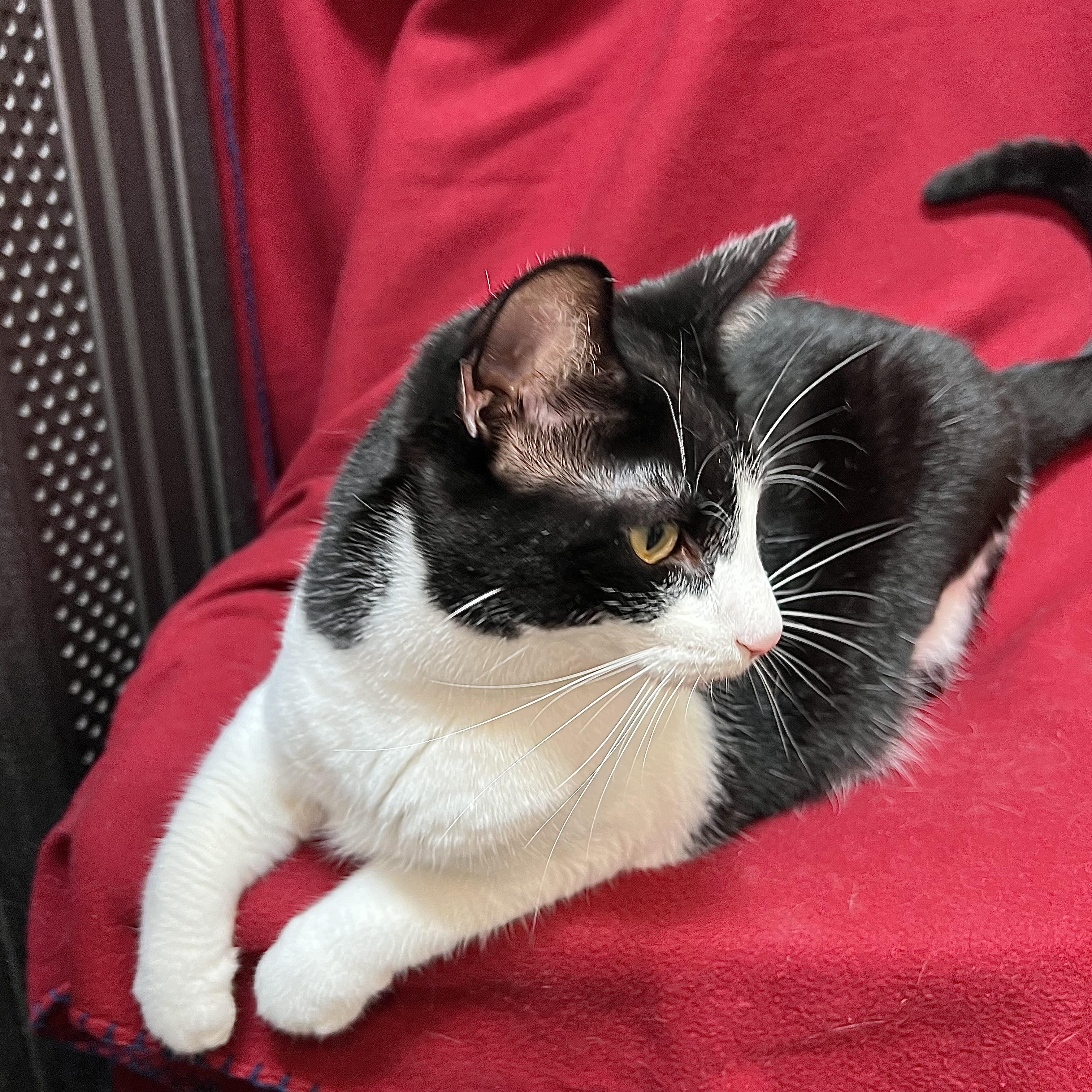 Leta - At PetSmart in Mankato, an adoptable Domestic Short Hair in Fairmont, MN image 6/6