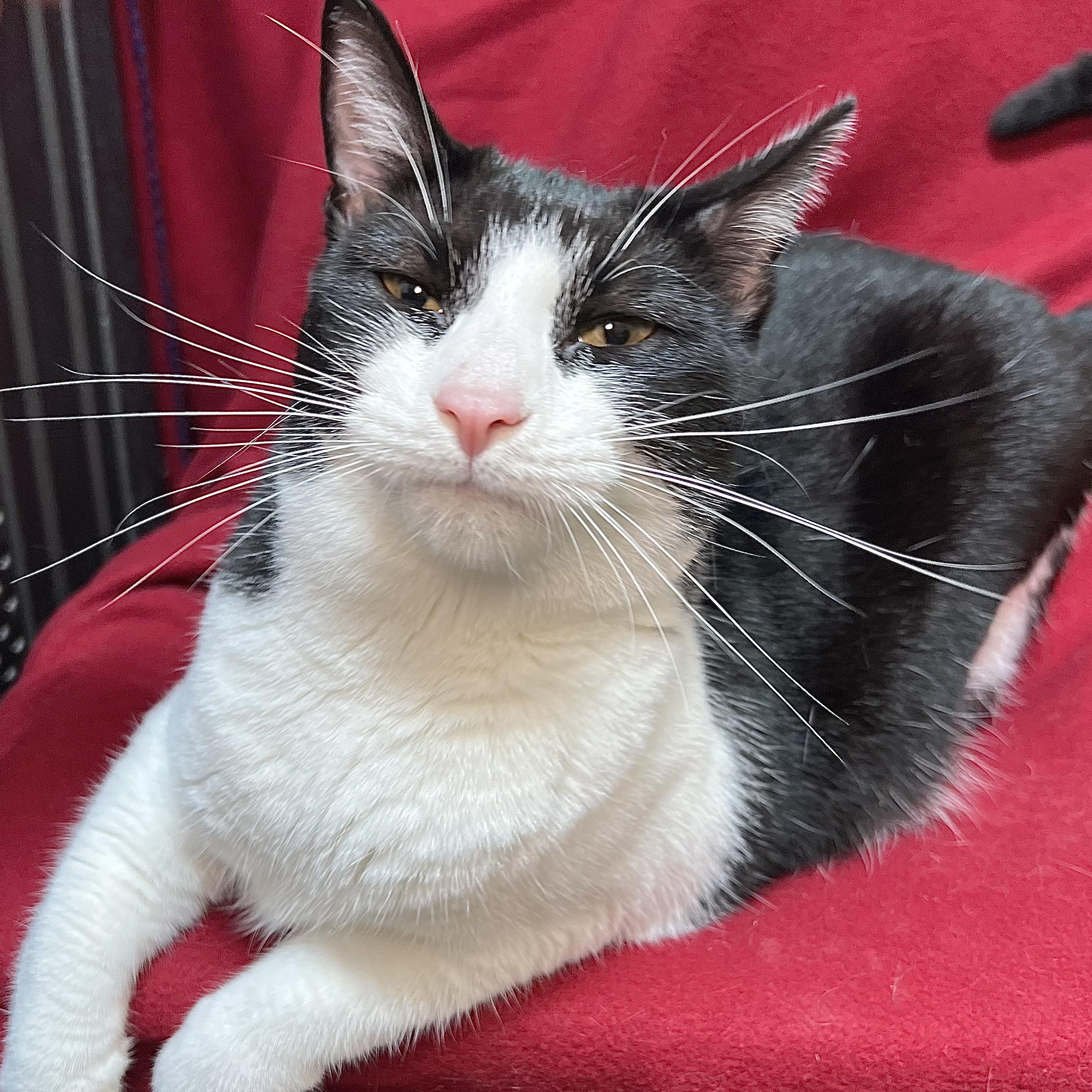 Leta - At PetSmart in Mankato, an adoptable Domestic Short Hair in Fairmont, MN image 4/6