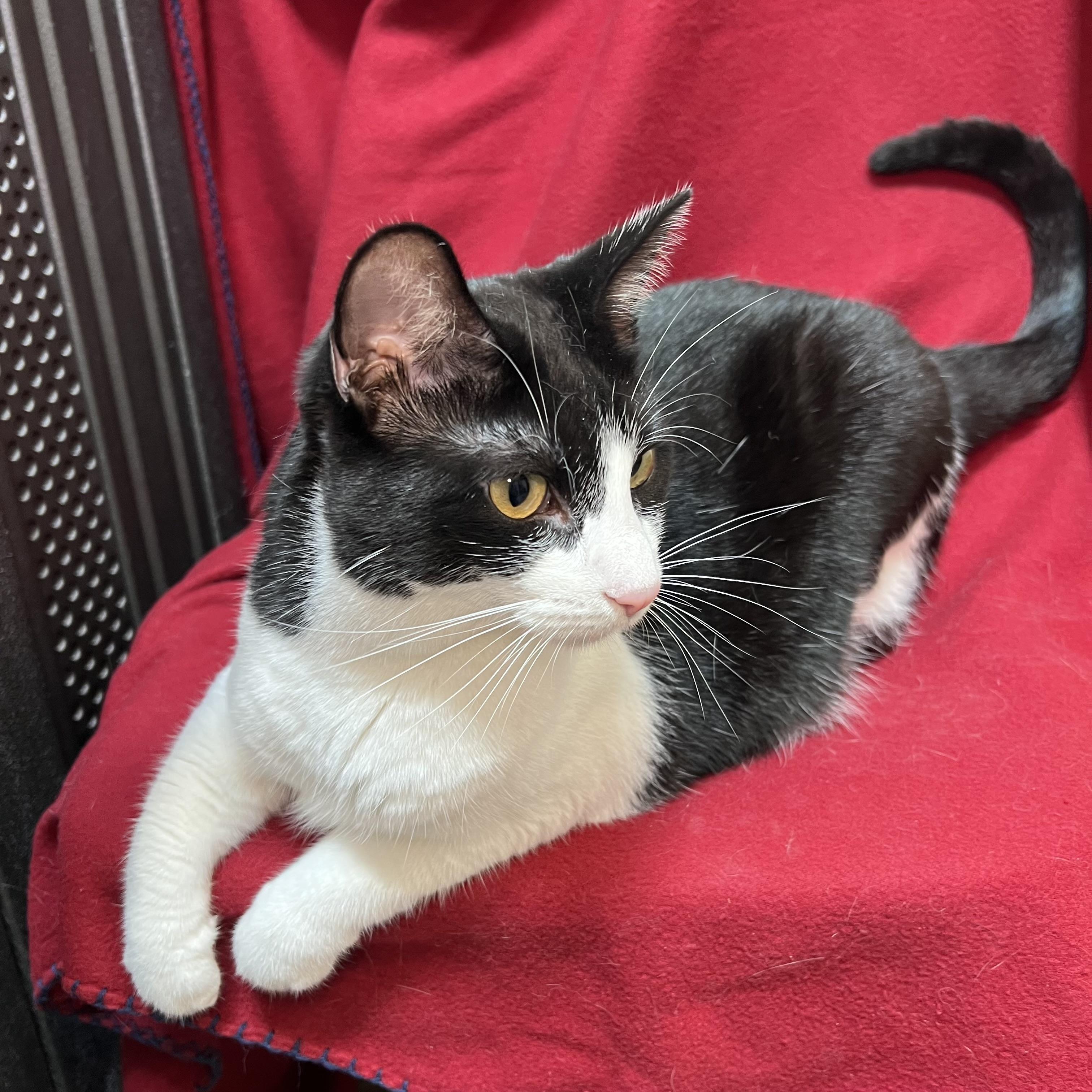 Leta - At PetSmart in Mankato, an adoptable Domestic Short Hair in Fairmont, MN image 3/6