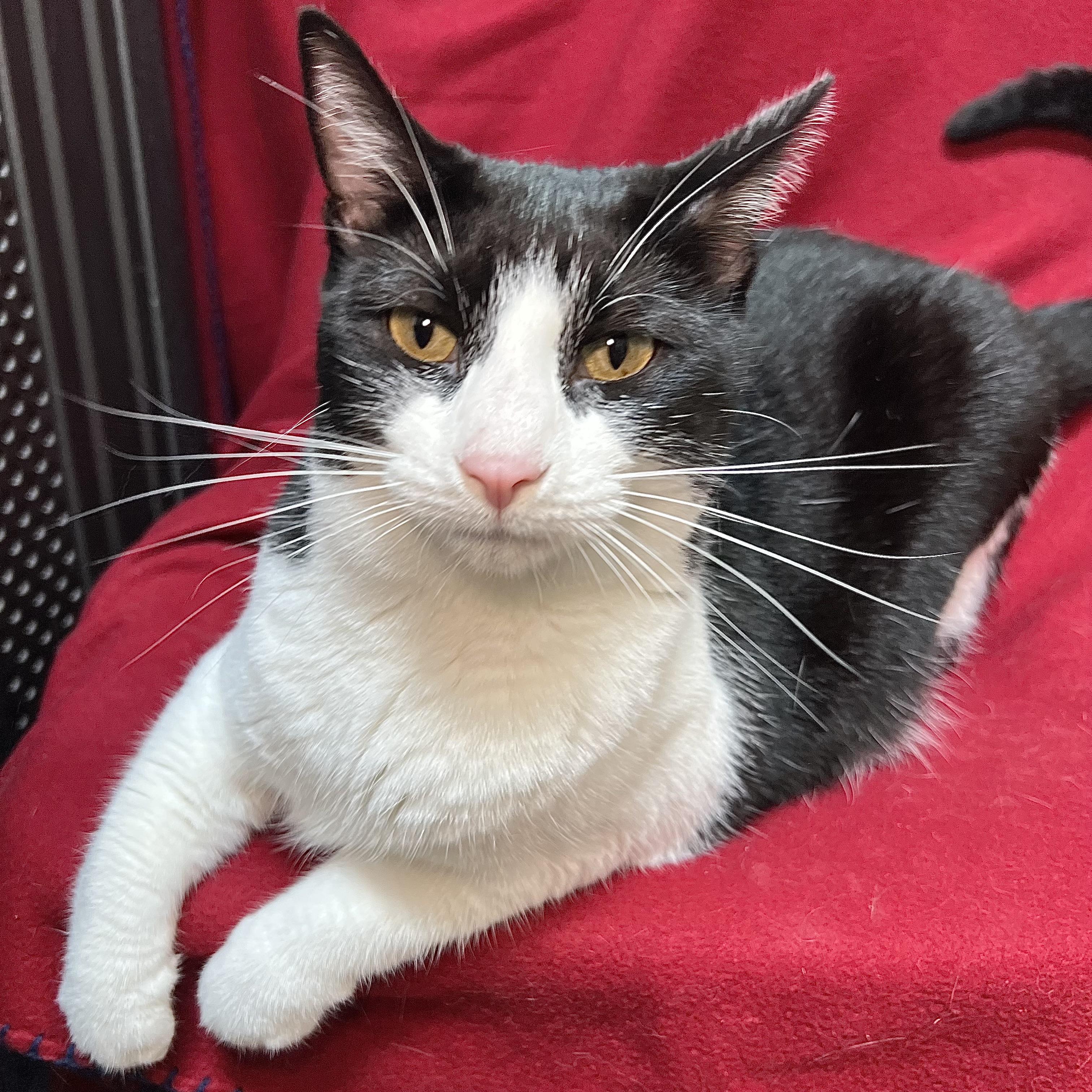 Leta - At PetSmart in Mankato, adoptable, Young Female Domestic Short Hair.