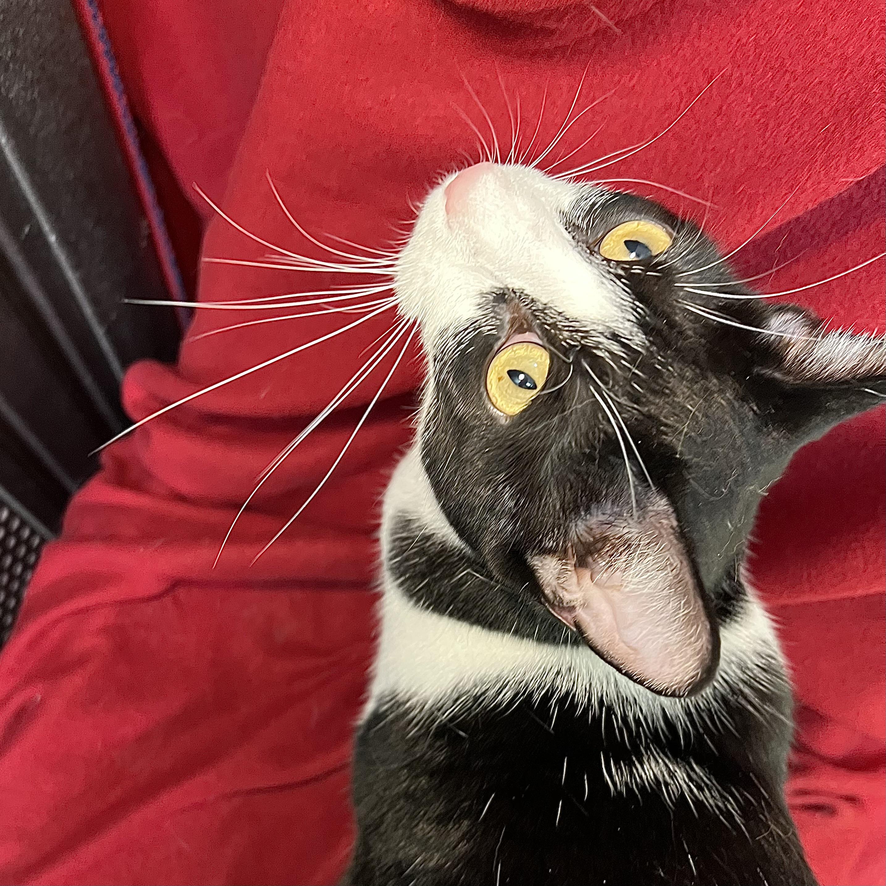 Leta - At PetSmart in Mankato, an adoptable Domestic Short Hair in Fairmont, MN image 2/6