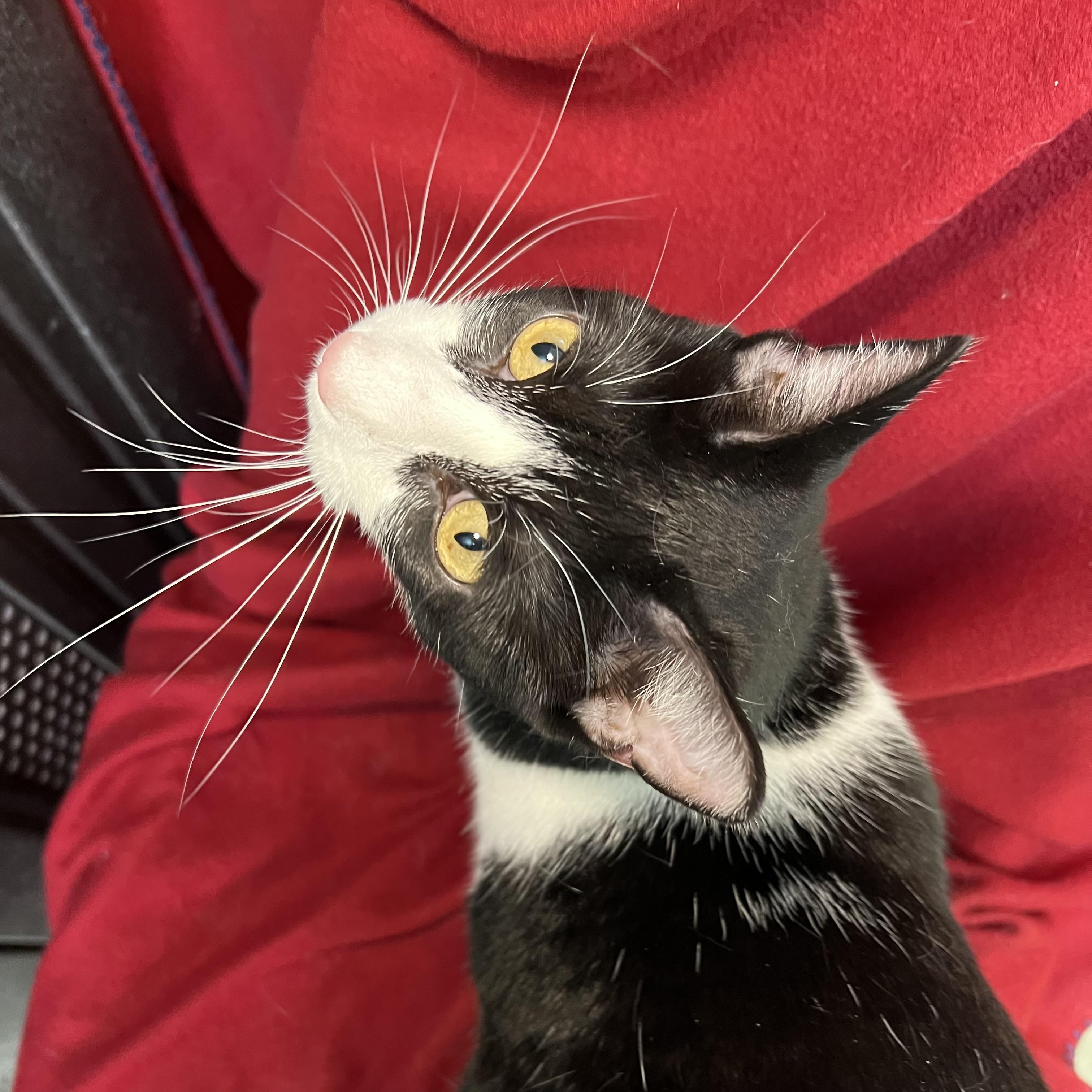Leta - At PetSmart in Mankato, an adoptable Domestic Short Hair in Fairmont, MN image 5/6