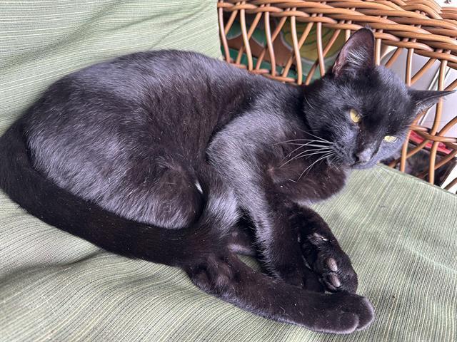 Enlarge BAZ, a Adoptable Domestic Short Hair in Kent, WA image 1/1