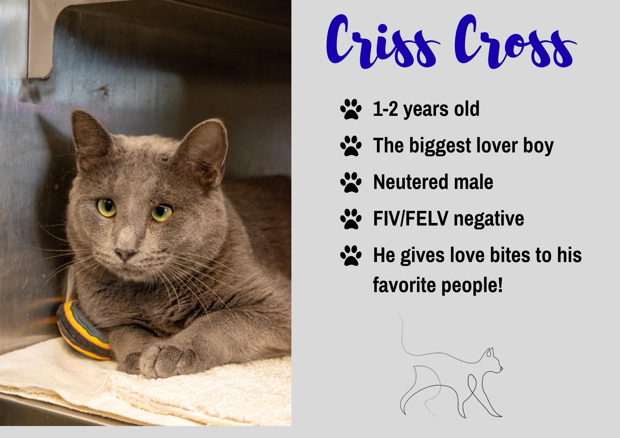 Criss Cross, Adoptable, Adult Male Domestic Short Hair.