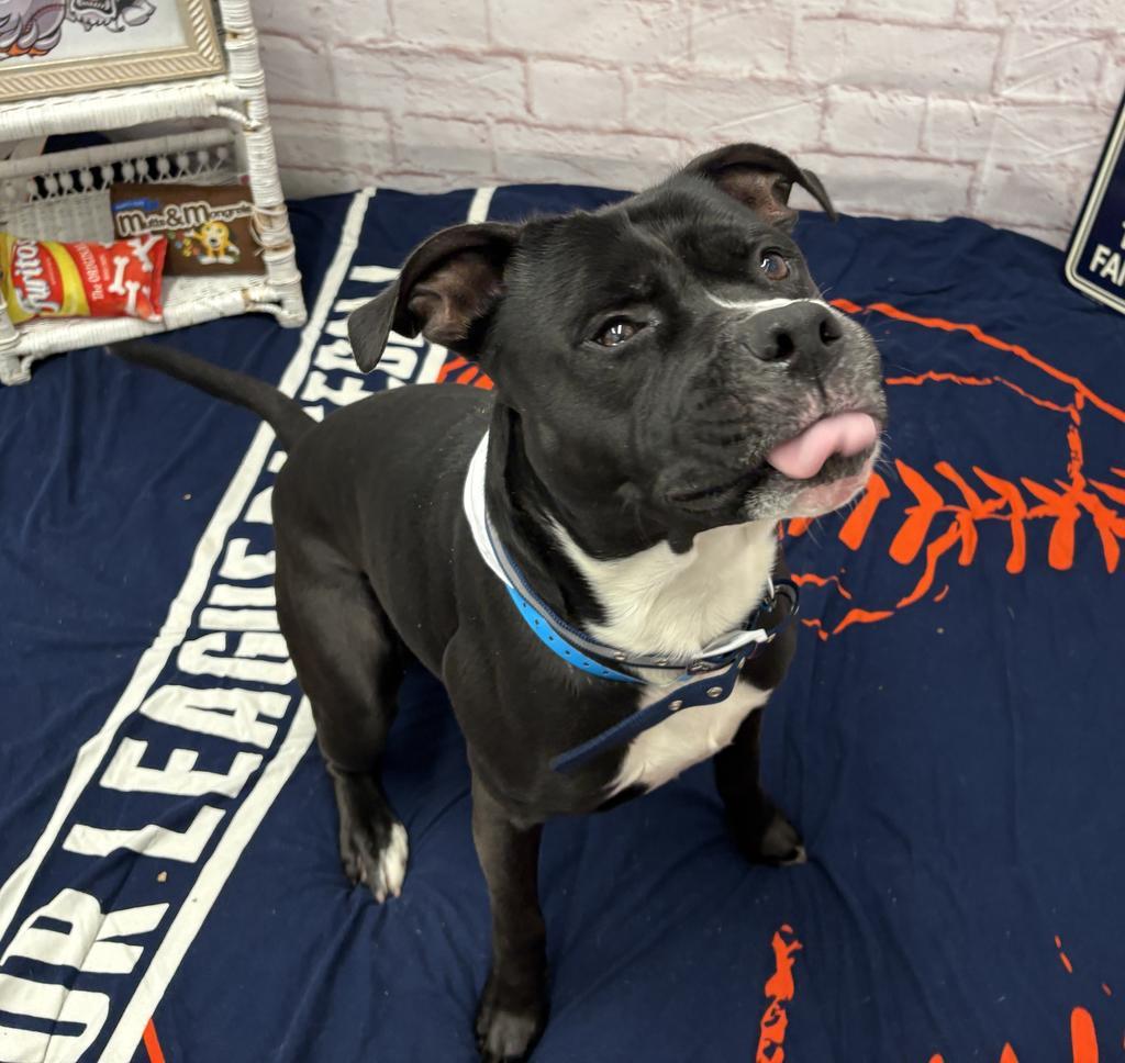 Enlarge Rakharo, a Adoptable mixed breed in Detroit, MI image 1/6