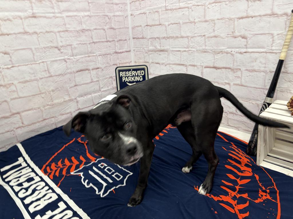 Enlarge Rakharo, a Adoptable mixed breed in Detroit, MI image 2/6