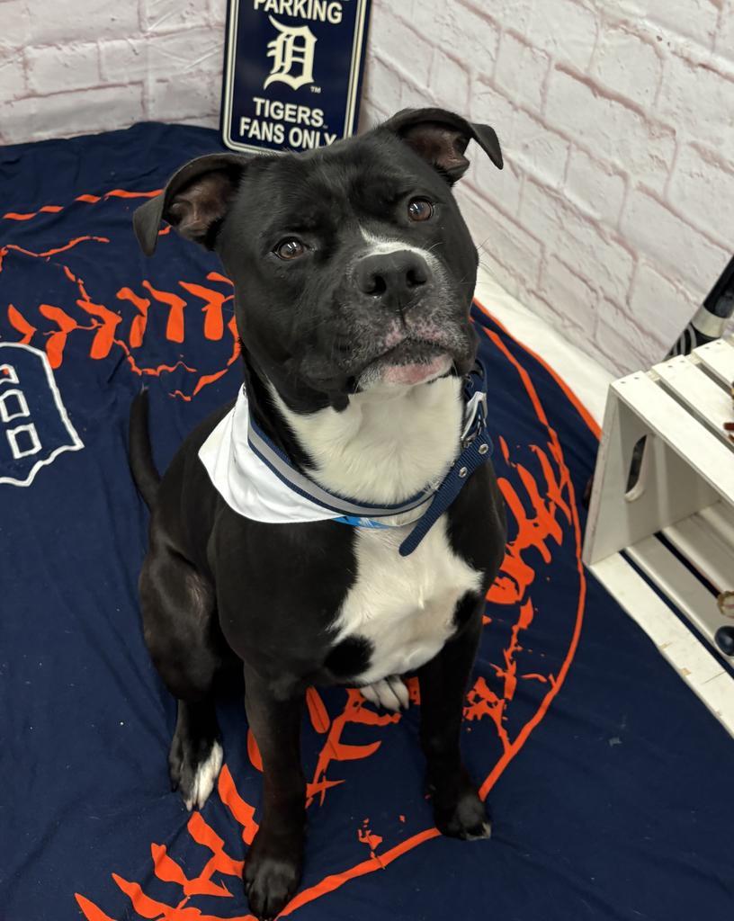 Enlarge Rakharo, a Adoptable mixed breed in Detroit, MI image 3/6