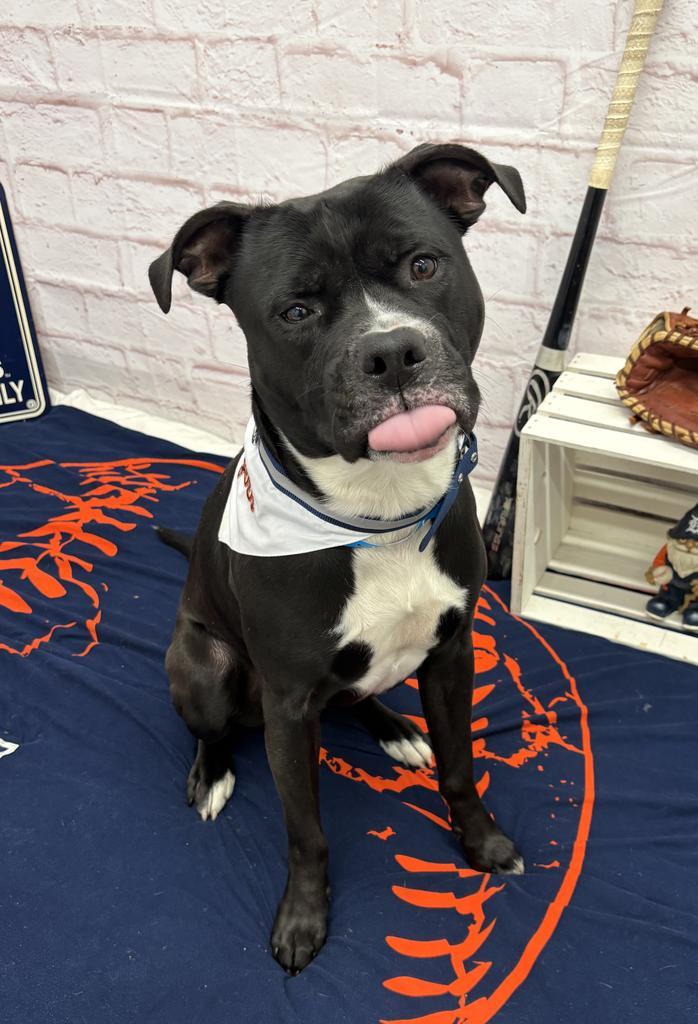 Enlarge Rakharo, a Adoptable mixed breed in Detroit, MI image 4/6