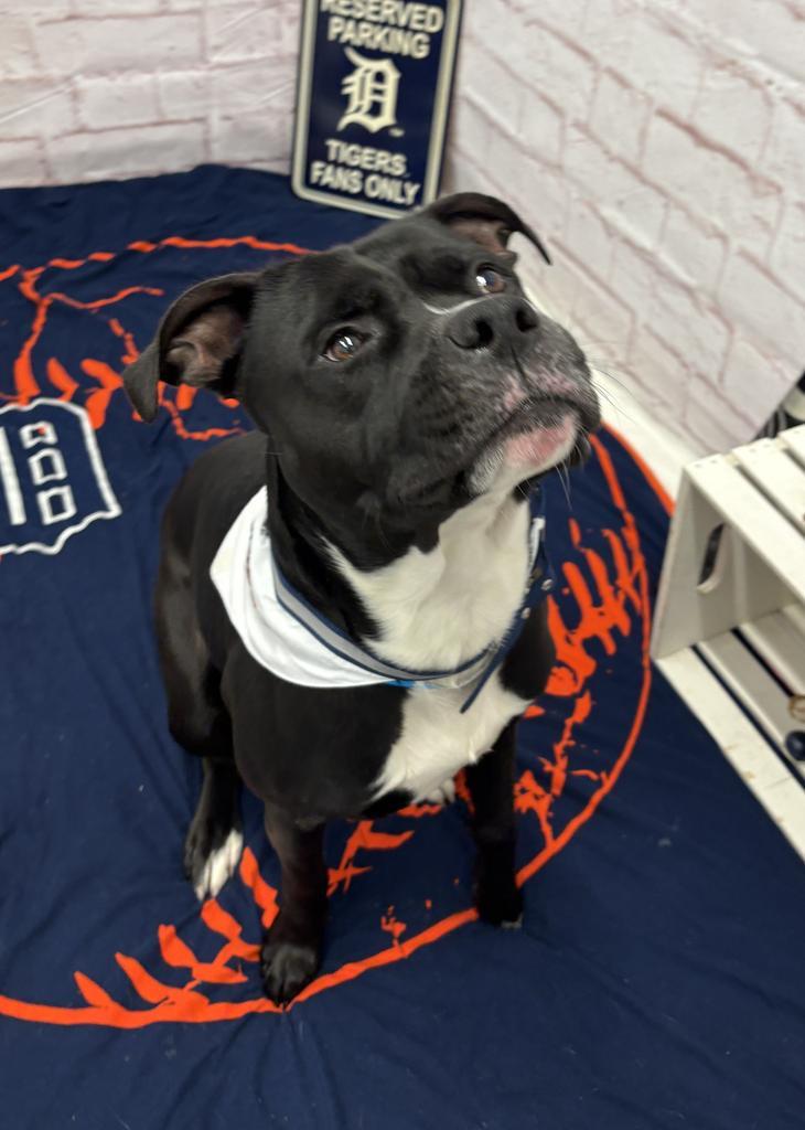 Enlarge Rakharo, a Adoptable mixed breed in Detroit, MI image 5/6