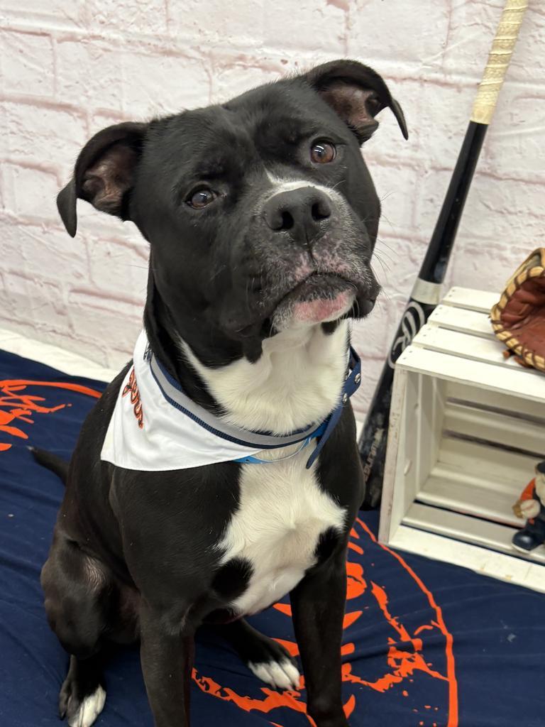 Enlarge Rakharo, a Adoptable mixed breed in Detroit, MI image 6/6