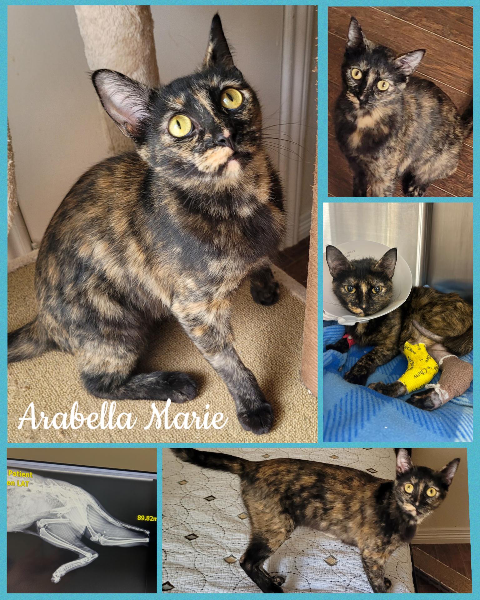 Arrabella Marie, ADOPTABLE, Adult Female Tortoiseshell & Domestic Short Hair.