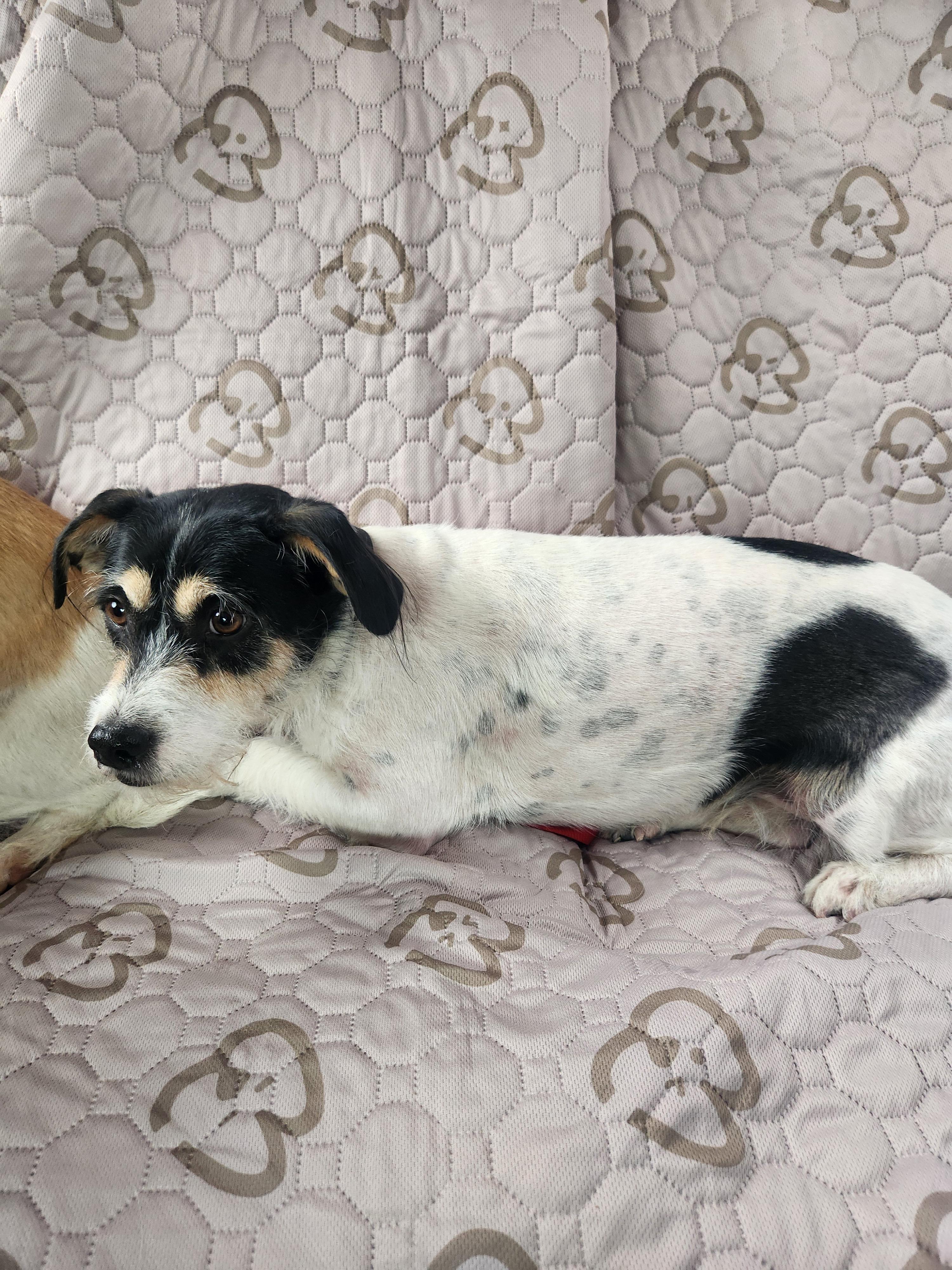 Enlarge Buster, a ADOPTABLE mixed breed in Yarnell, AZ image 3/5