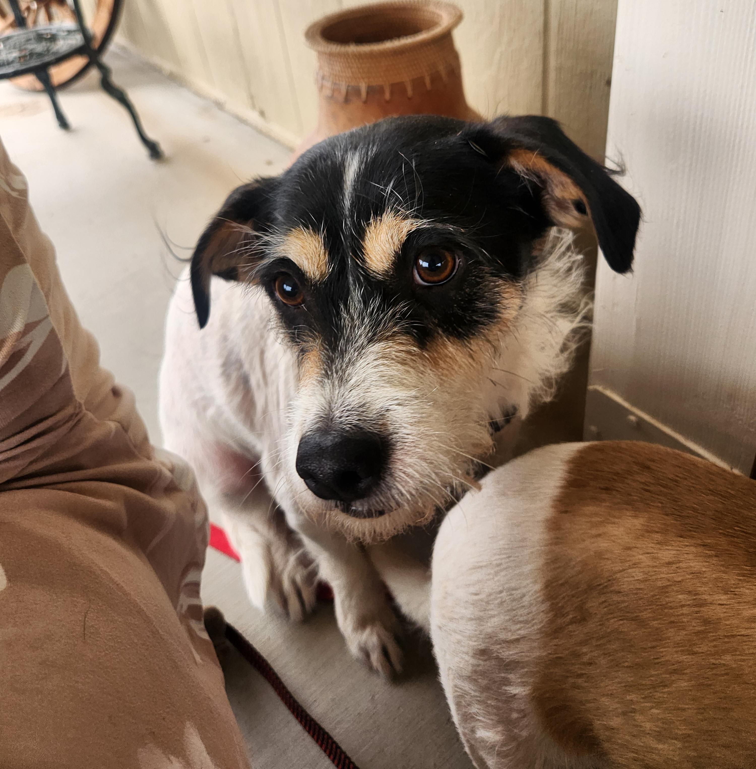 Enlarge Buster, a ADOPTABLE mixed breed in Yarnell, AZ image 4/5