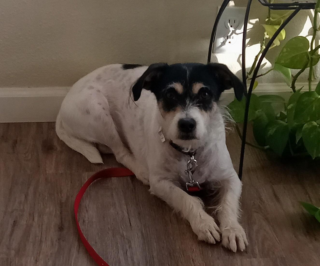 Buster, ADOPTABLE, Adult Male Jack Russell Terrier.