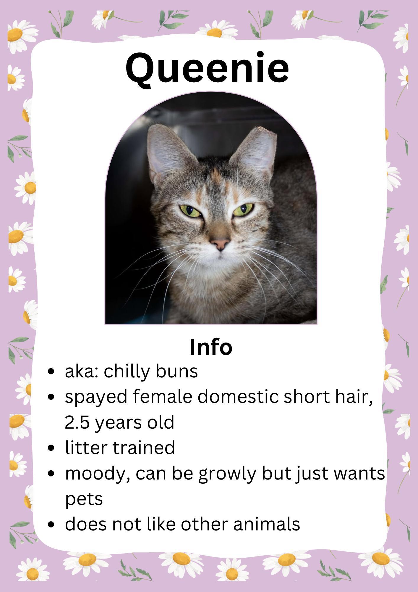 Queenie, ADOPTABLE, Adult Female Domestic Short Hair.