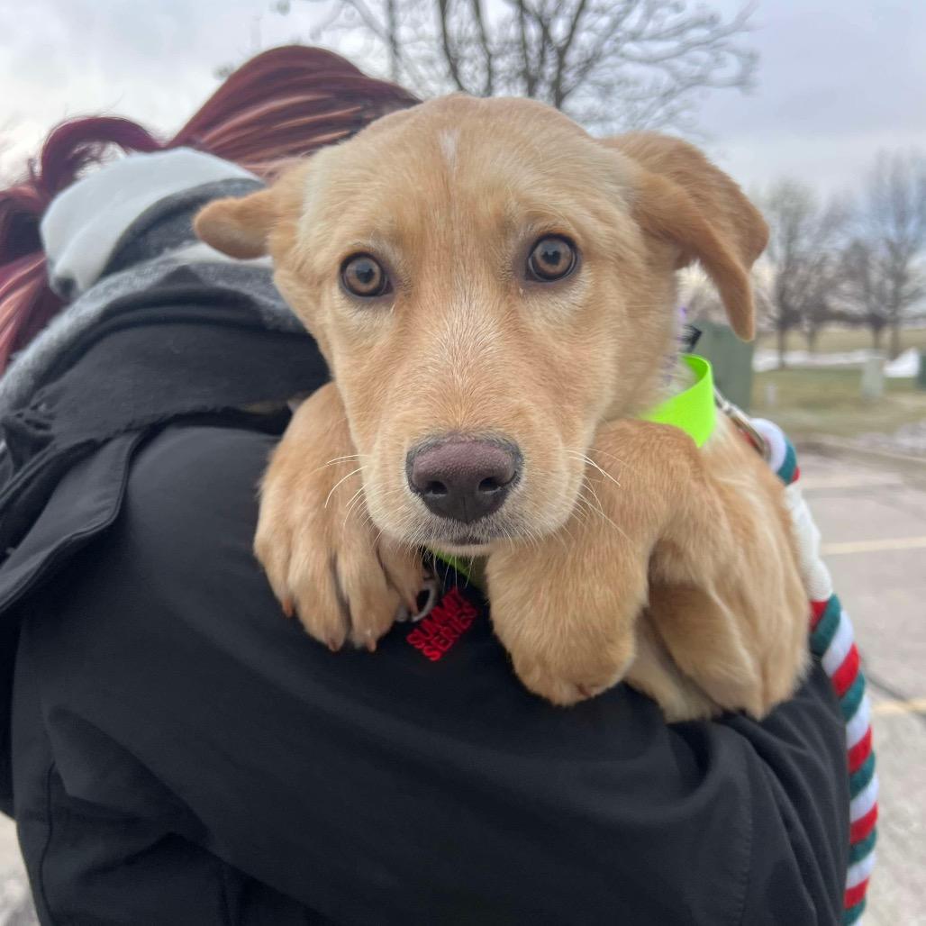 Candy, Adoptable, Puppy Female Labrador Retriever & Mixed Breed.