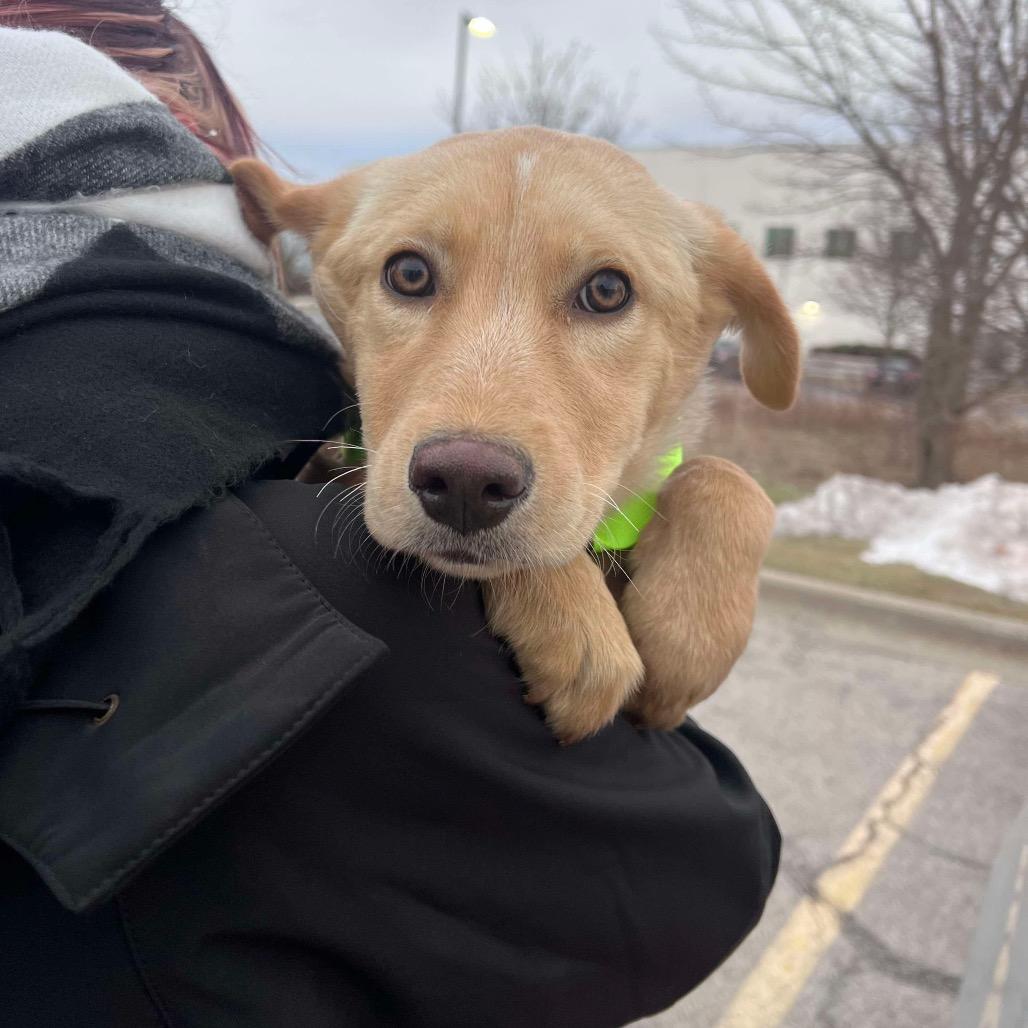 Enlarge Candy, a Adoptable mixed breed in St. Charles, IL image 2/6