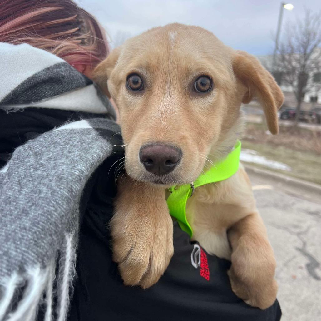 Enlarge Candy, a Adoptable mixed breed in St. Charles, IL image 3/6