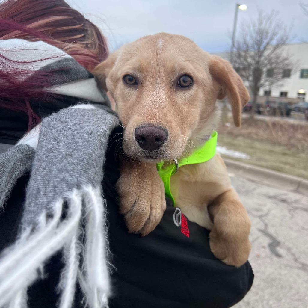 Enlarge Candy, a Adoptable mixed breed in St. Charles, IL image 4/6