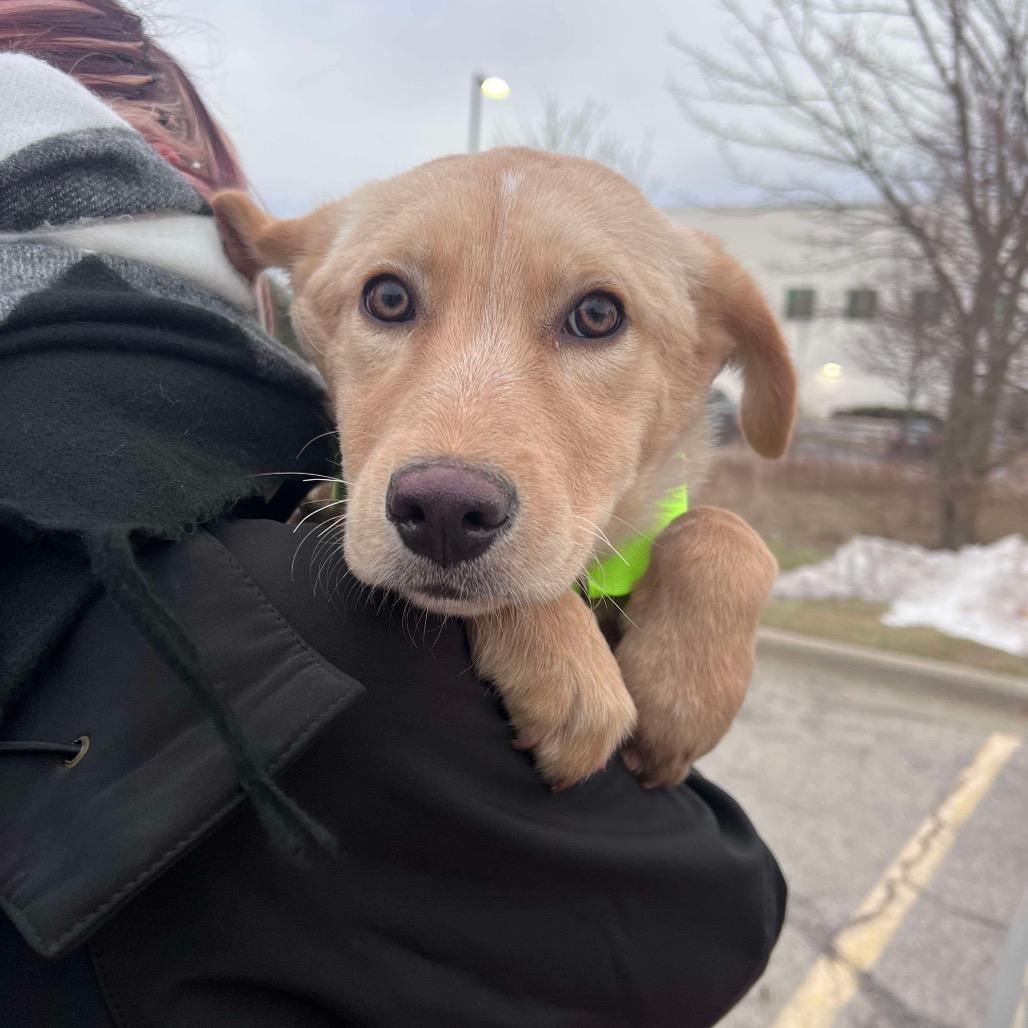 Enlarge Candy, a Adoptable mixed breed in St. Charles, IL image 5/6