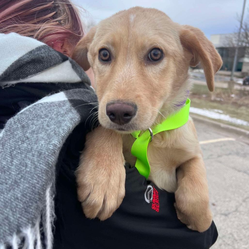 Enlarge Candy, a Adoptable mixed breed in St. Charles, IL image 6/6