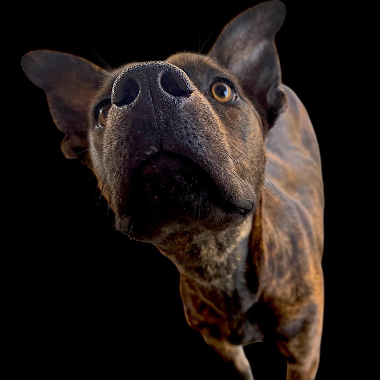 Enlarge Cheese-Louise, a ADOPTABLE Mixed Breed in Troy, AL image 1/2