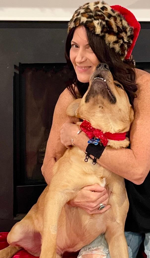 Memphis, Adoptable, Adult Male Labrador Retriever.