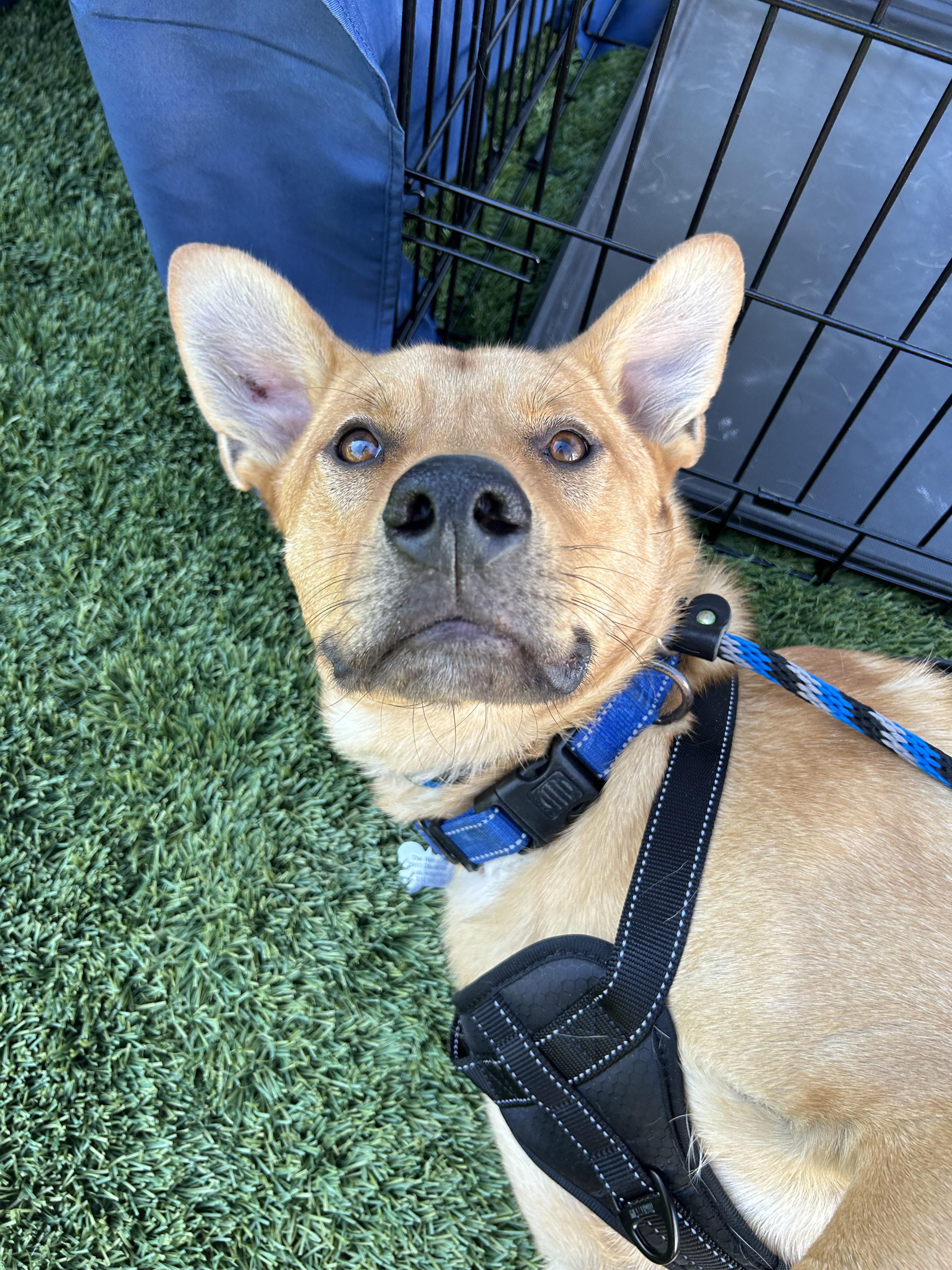 Memphis, a Adoptable mixed breed in North Hollywood, CA image 4/5