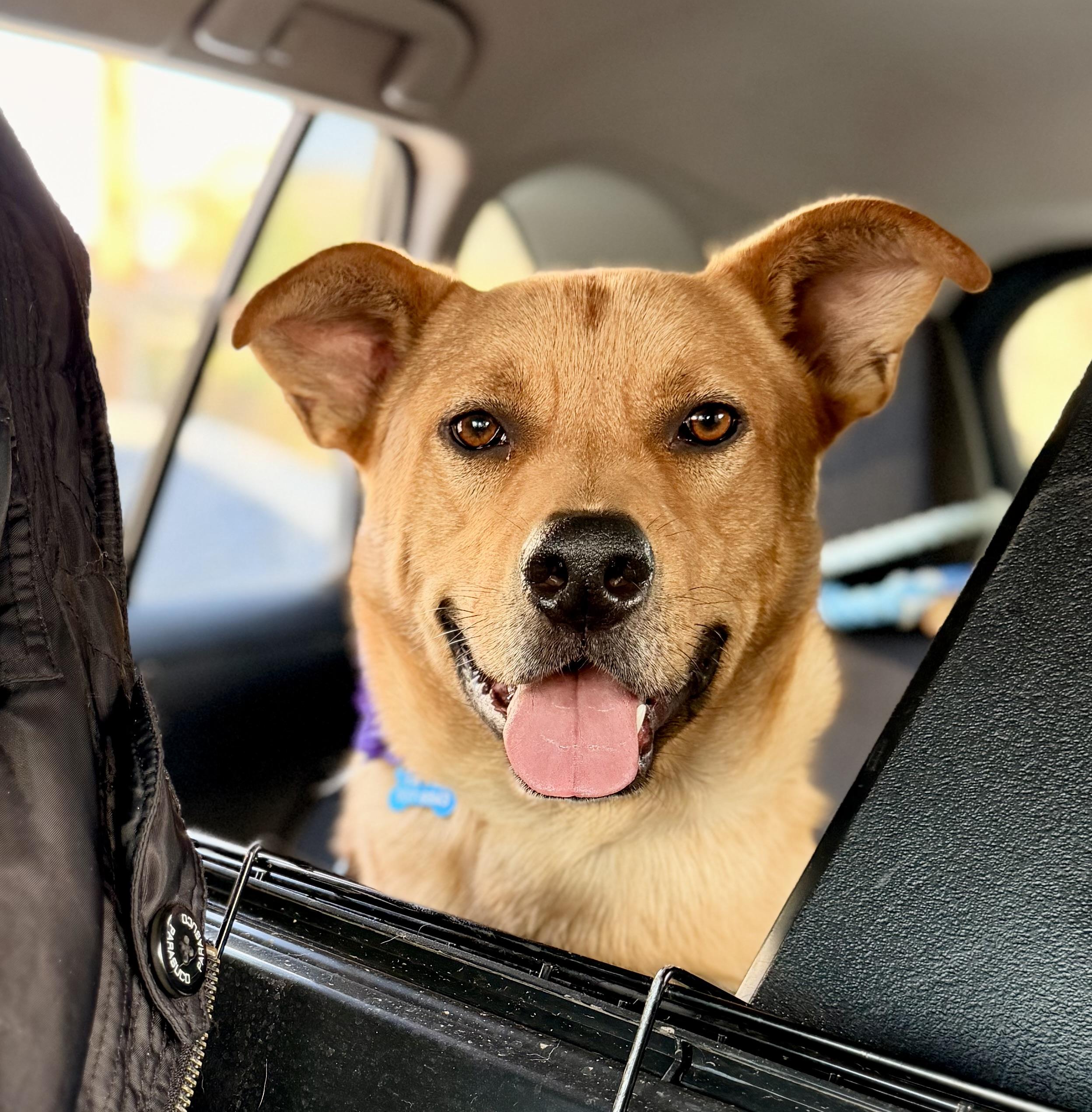 Memphis, Adoptable, Adult Male Labrador Retriever.