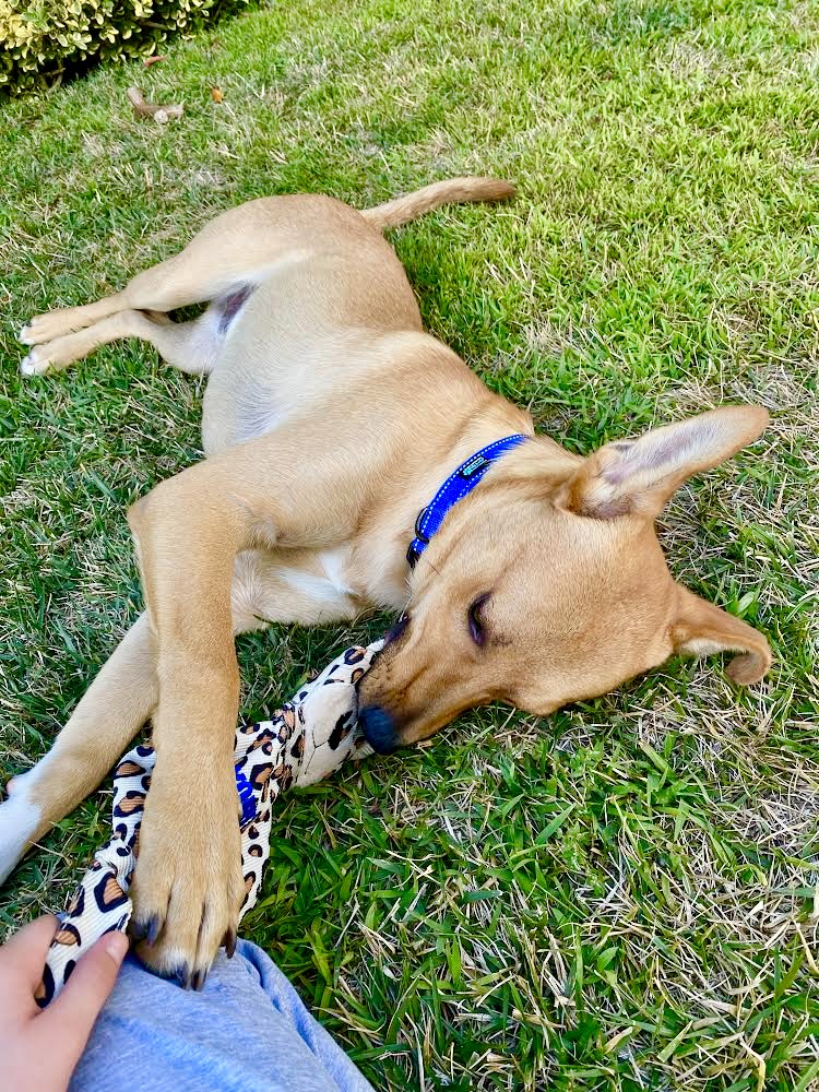 Memphis, a Adoptable mixed breed in North Hollywood, CA image 5/5