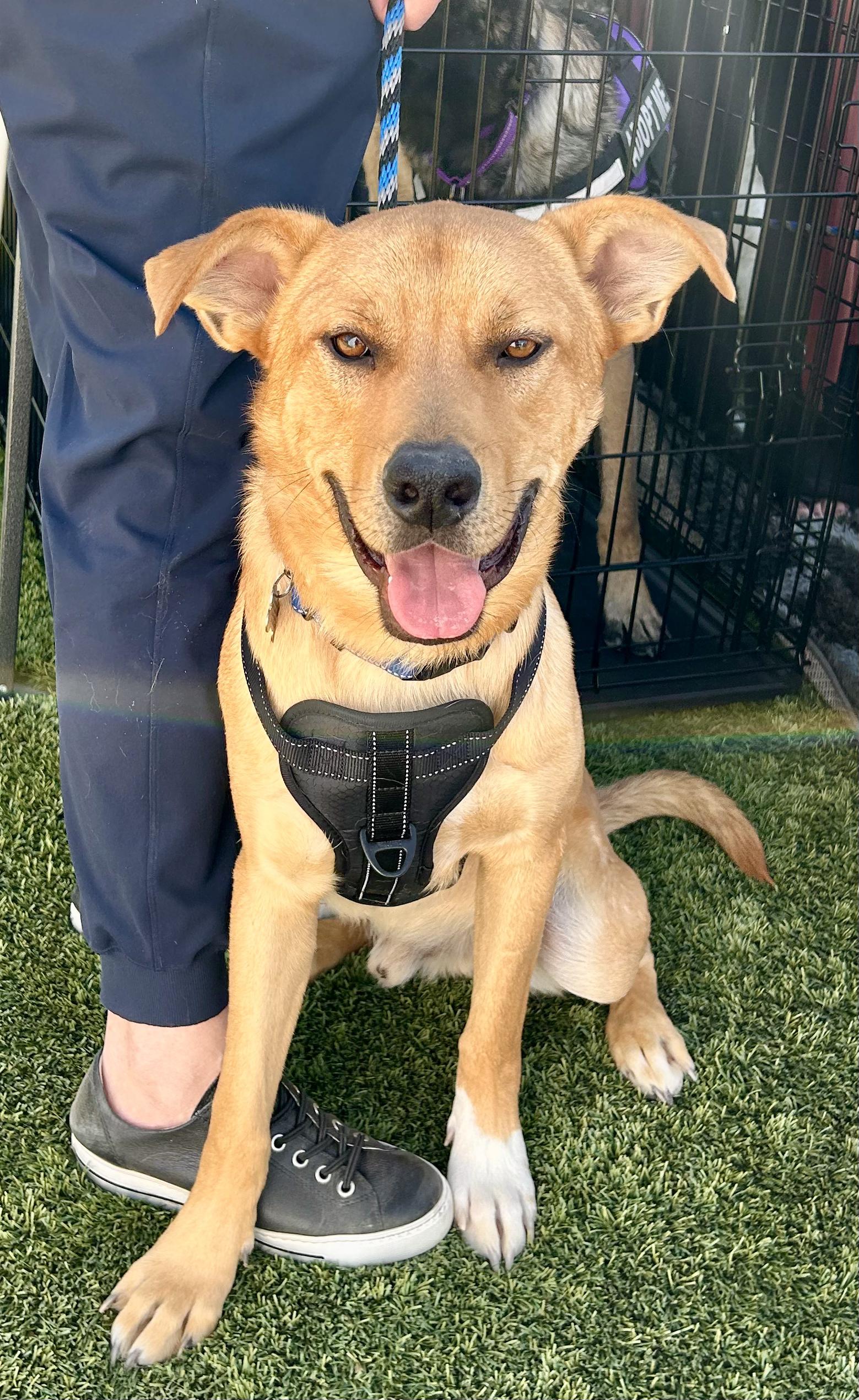 Memphis, a Adoptable mixed breed in North Hollywood, CA image 3/5