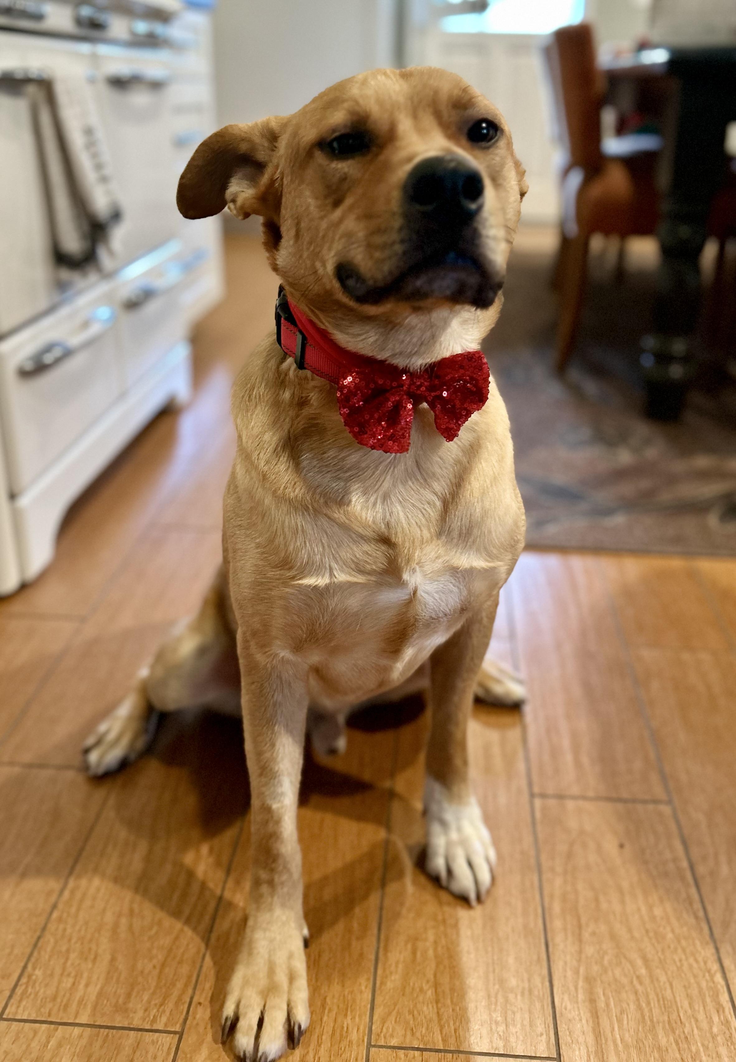 Memphis, a Adoptable mixed breed in North Hollywood, CA image 2/5