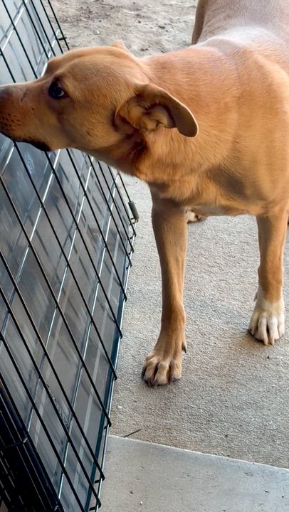 Enlarge Memphis, a Adoptable mixed breed in North Hollywood, CA video 5/5